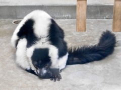 エリマキキツネザル(夢見ヶ崎動物公園)