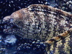 ウツボ(しながわ水族館)