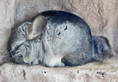 チンチラ(足立区生物園)