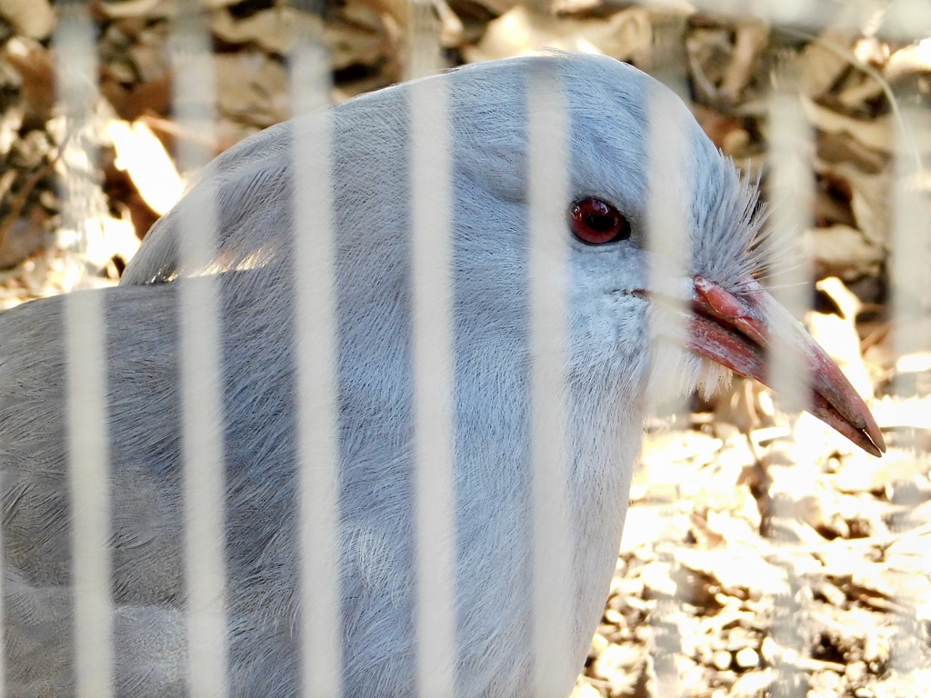 カグー(野毛山動物園)