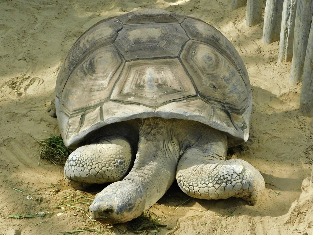 ガラパゴスゾウガメ(上野動物園)