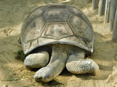 ガラパゴスゾウガメ(上野動物園)