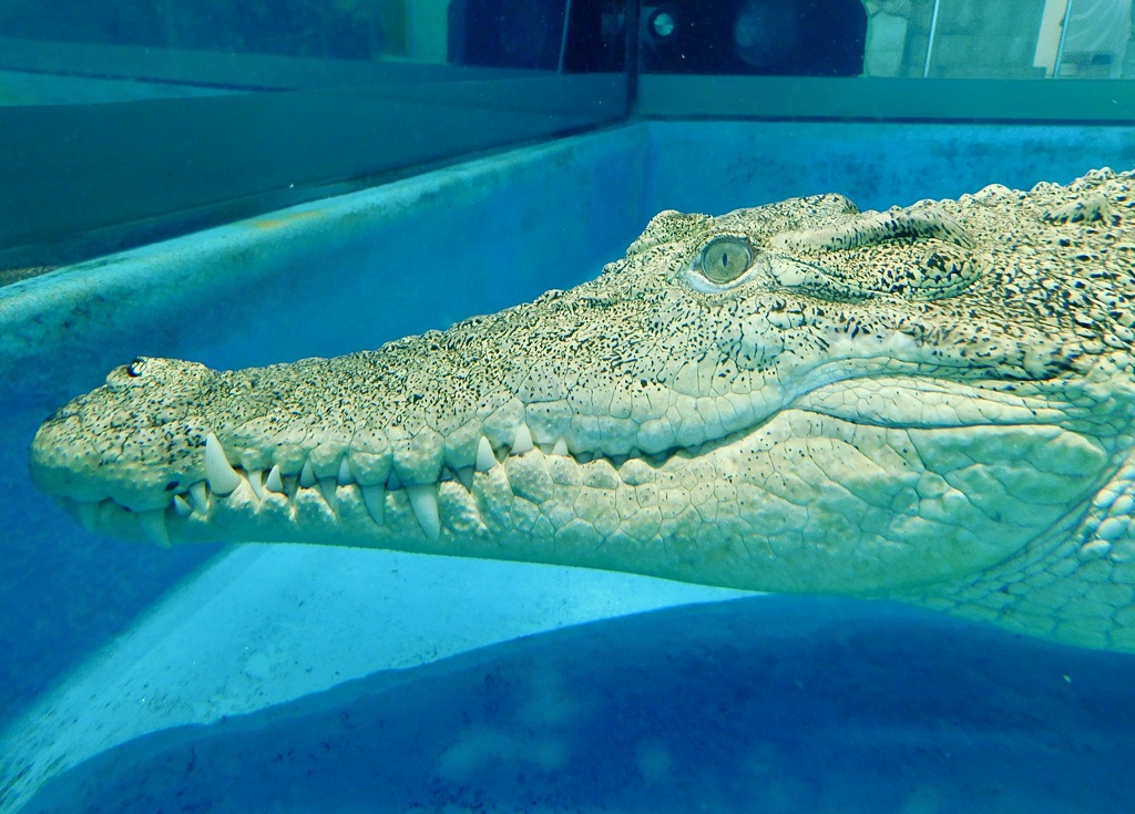 水中のイリエワニ(ニフレル)