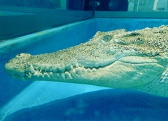 水中のイリエワニ(ニフレル)