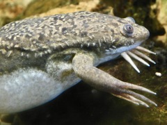 アフリカツメガエル(カワスイ　川崎水族館)
