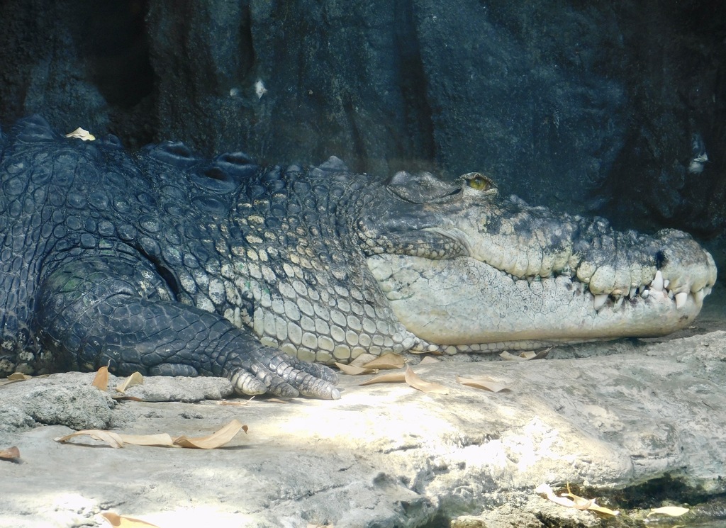 イリエワニ(上野動物園)