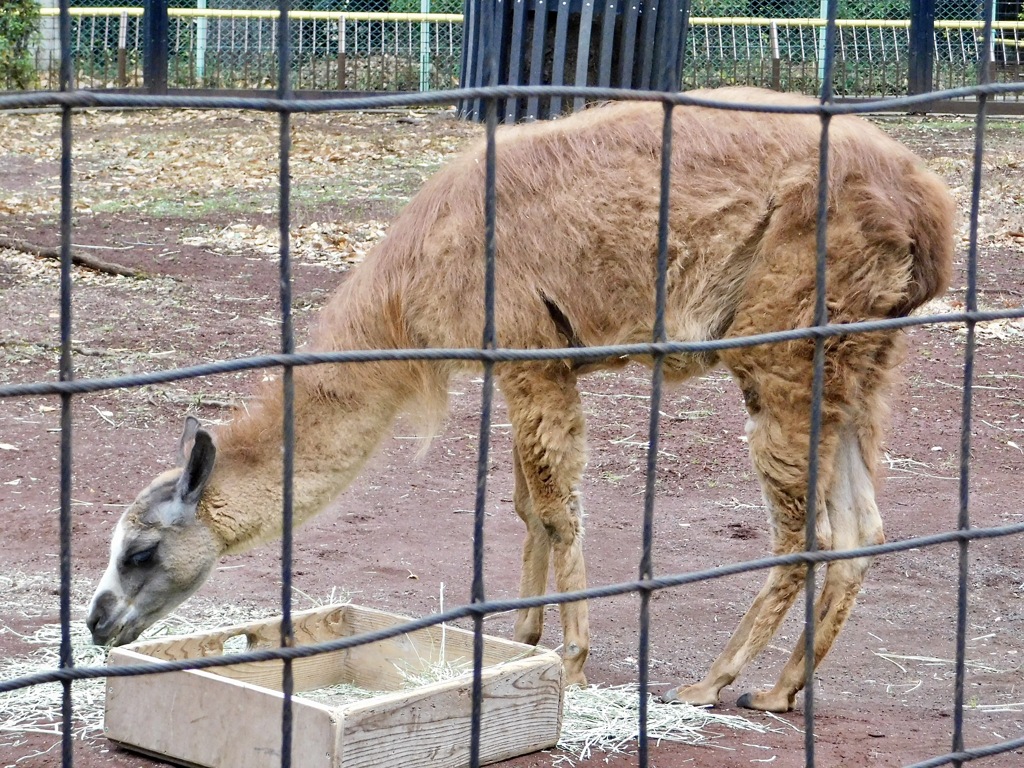 ラマ(夢見ヶ崎動物公園)