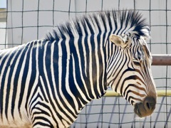 ハートマンヤマシマウマ(夢見ヶ崎動物公園)