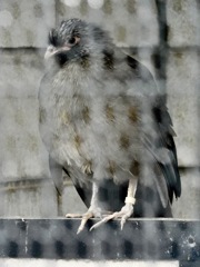 アカオヒメシャクケイ(夢見ヶ崎動物公園)
