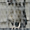 アカオヒメシャクケイ(夢見ヶ崎動物公園)