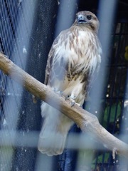 ノスリ(野毛山動物園)