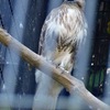 ノスリ(野毛山動物園)