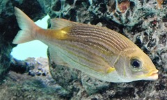 ノコギリダイ(葛西臨海水族園)