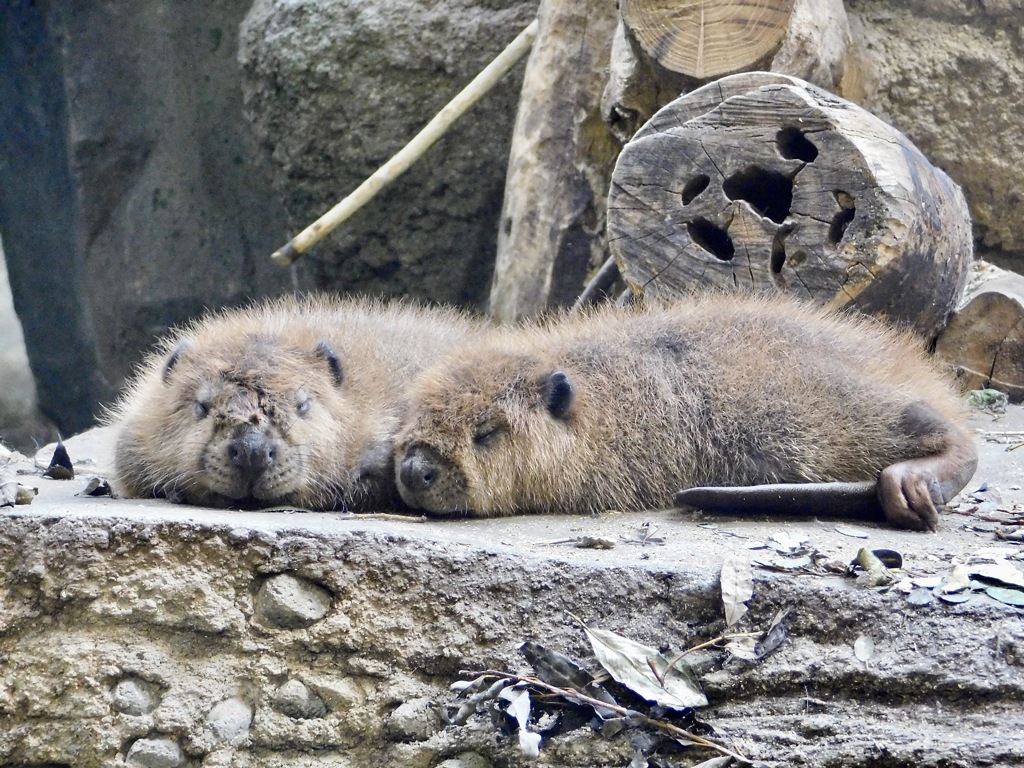 アメリカビーバーの子供(神戸どうぶつ王国)