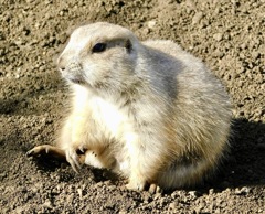 オグロプレーリードッグ(江戸川区自然動物園)