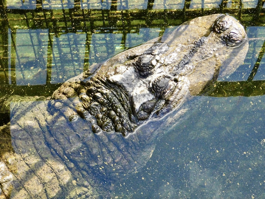 アメリカアリゲーター(熱川バナナワニ園)