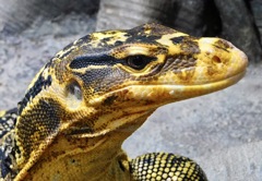 ミンダナオミズオオトカゲ(足立区生物園)