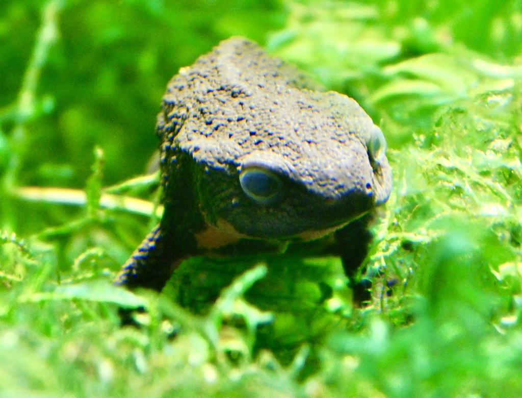 アカハライモリ(井の頭自然文化園)