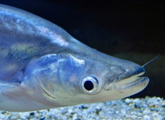 コモンシートフィッシュ(カワスイ　川崎水族館)