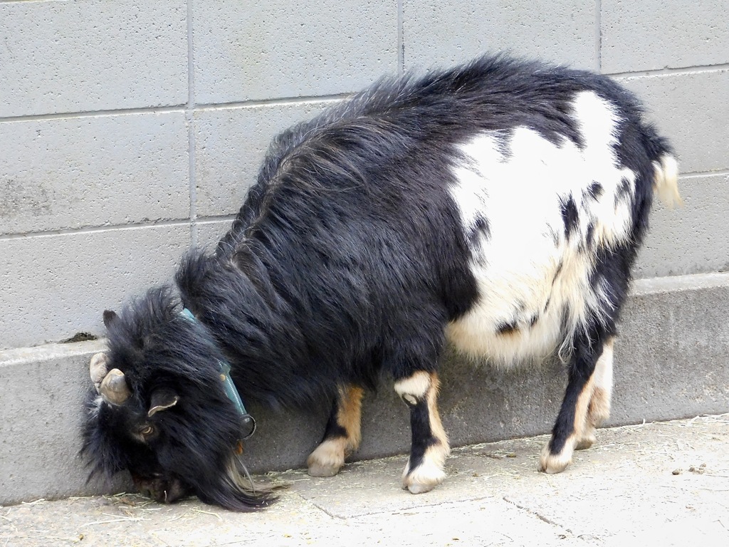 ヤギ(夢見ヶ崎動物公園)