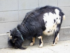 ヤギ(夢見ヶ崎動物公園)