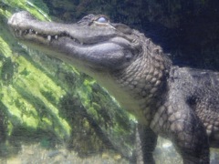 水中のミシシッピーワニ(天王寺動物園・ナイトZOO)