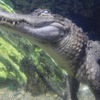 水中のミシシッピーワニ(天王寺動物園・ナイトZOO)