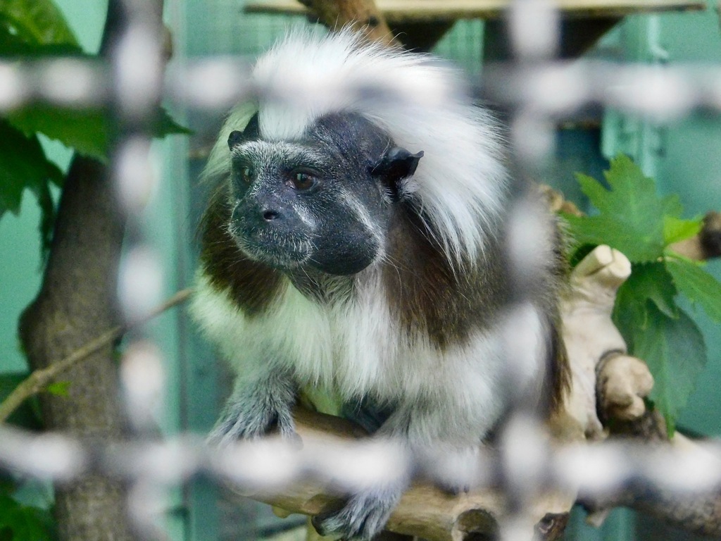 ワタボウシタマリン(江戸川区自然動物園)