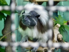 ワタボウシタマリン(江戸川区自然動物園)
