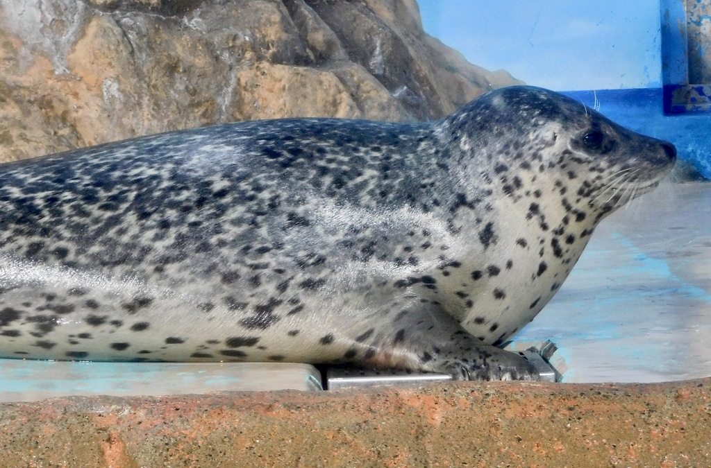 ゴマフアザラシ(しながわ水族館)