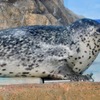 ゴマフアザラシ(しながわ水族館)