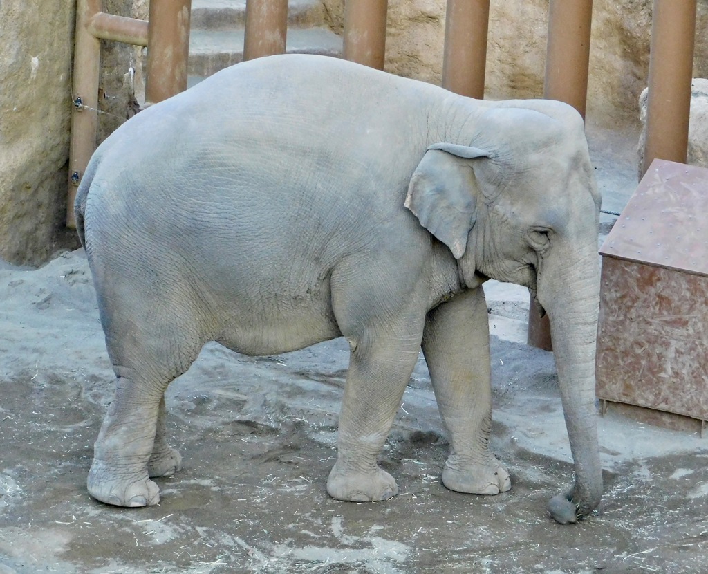 スリランカゾウ(多摩動物公園)