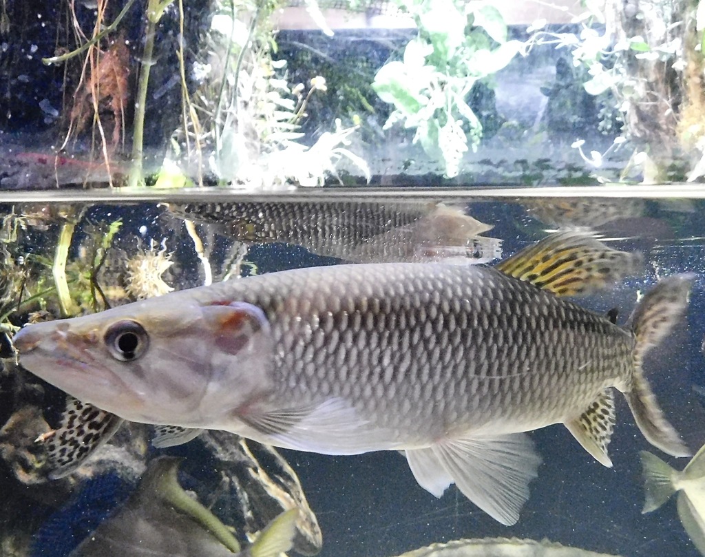 アフリカンパイクカラシン(カワスイ　川崎水族館)