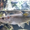 アフリカンパイクカラシン(カワスイ　川崎水族館)
