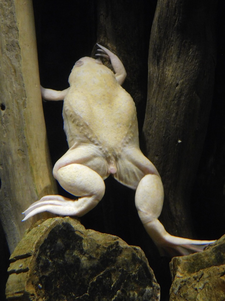 アルビノアフリカツメガエル(カワスイ　川崎水族館)