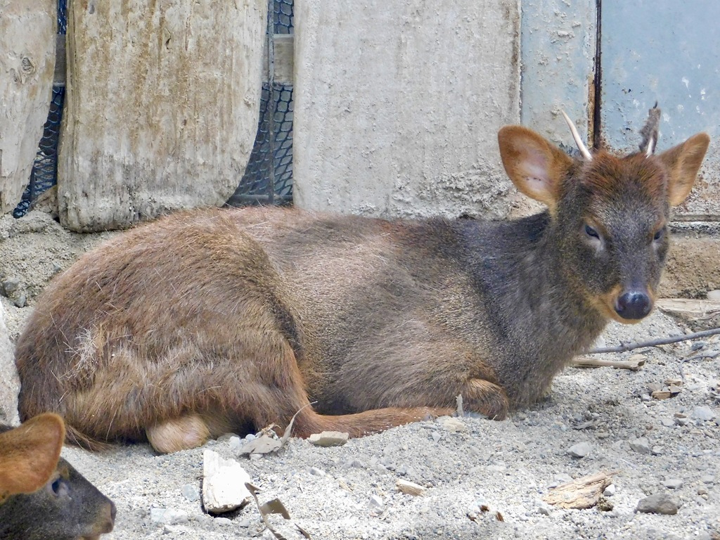 プーズー(神戸どうぶつ王国)