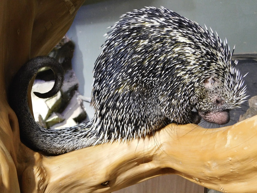 オマキヤマアラシ(カワスイ　川崎水族館)