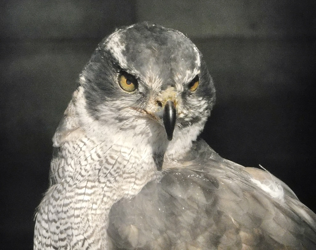 オオタカ(夢見ヶ崎動物公園)