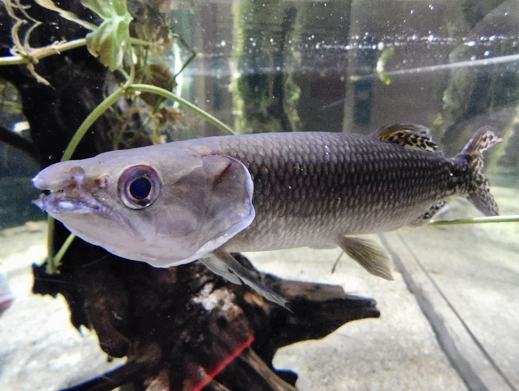 アフリカンパイクカラシン(カワスイ　川崎水族館)