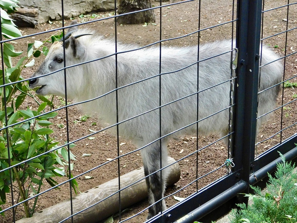 ニホンカモシカ(井の頭自然文化園)