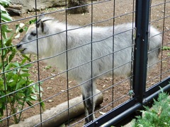 ニホンカモシカ(井の頭自然文化園)
