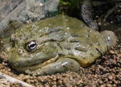 アフリカウシガエル(カワスイ　川崎水族館)