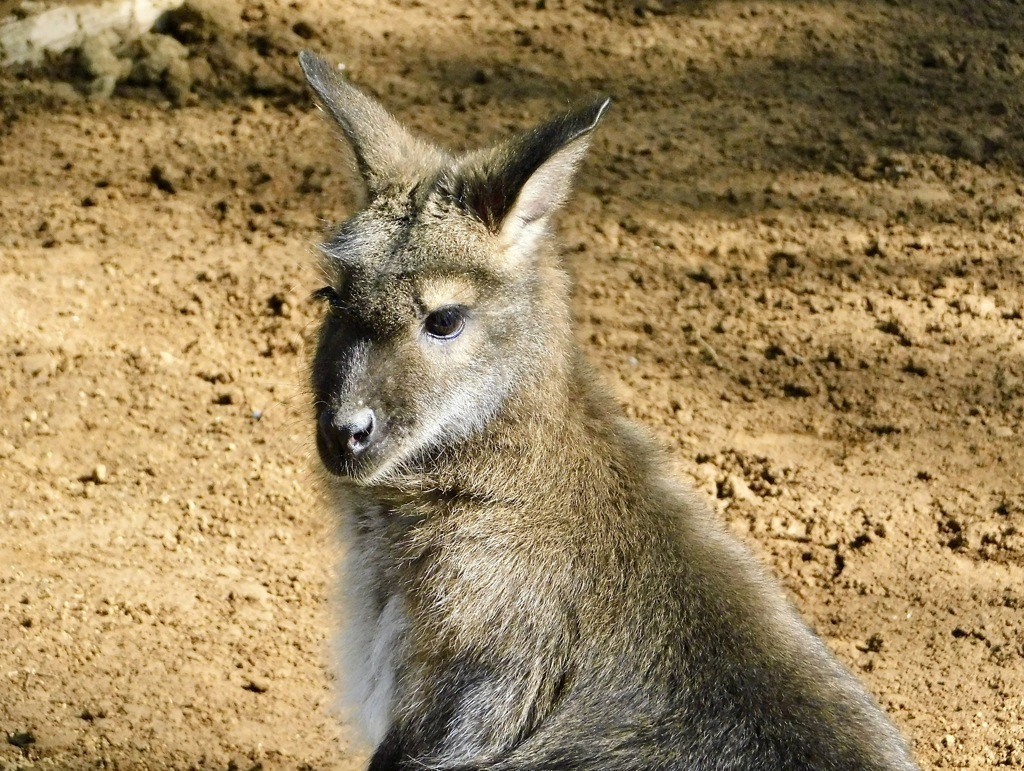 ベネットアカクビワラビー(江戸川区自然動物園)