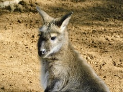 ベネットアカクビワラビー(江戸川区自然動物園)