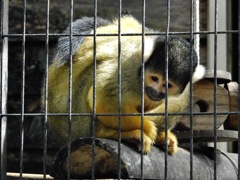 ボリビアリスザル(夢見ヶ崎動物公園)
