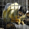 ボリビアリスザル(夢見ヶ崎動物公園)