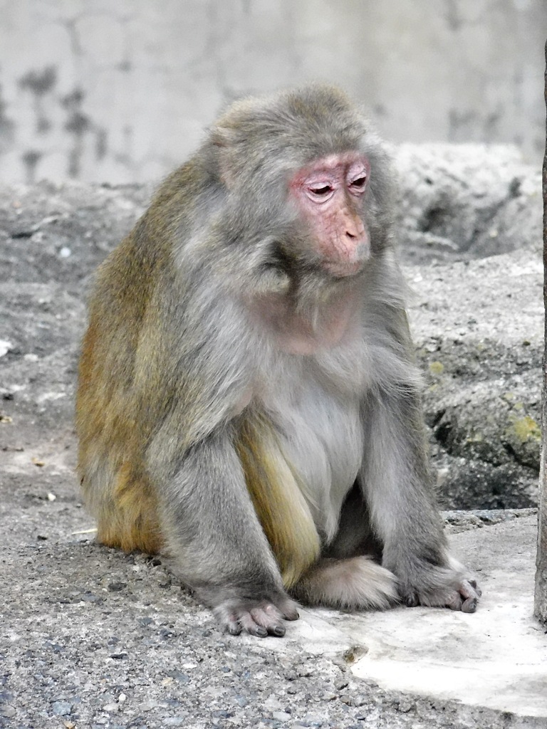 アカゲザル(井の頭自然文化園)