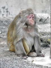 アカゲザル(井の頭自然文化園)