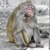 アカゲザル(井の頭自然文化園)