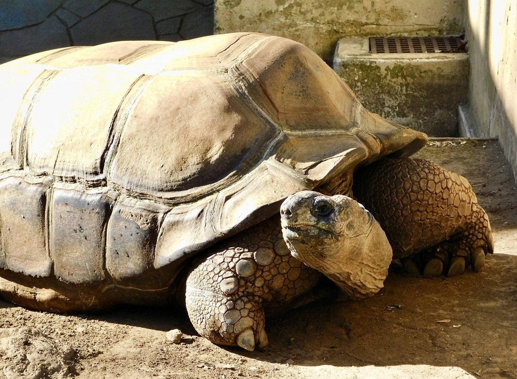 アルダブラゾウガメ(夢見ヶ崎動物公園)